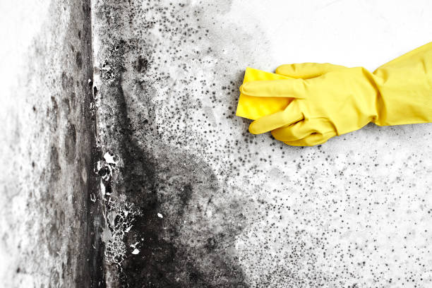 Best Mold Removal and Inspection  in Tatamy, PA