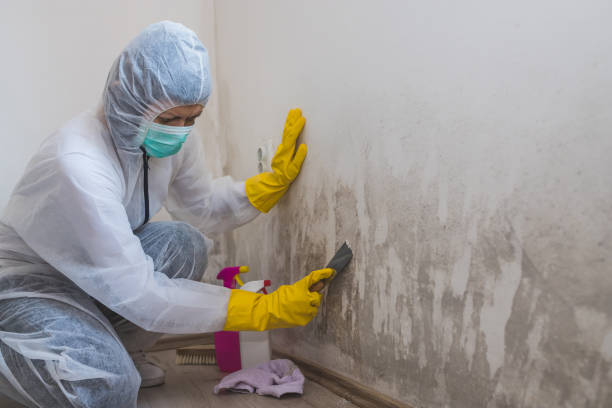 Best Attic Mold Removal  in Tatamy, PA