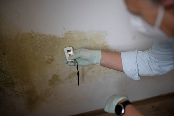 Office Mold Removal Services in Tatamy, PA