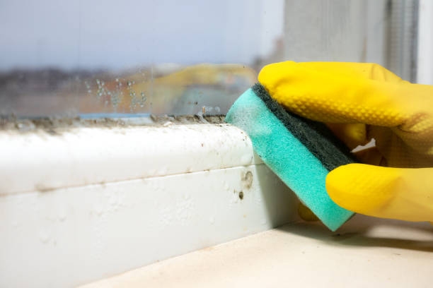 Professional Mold Removal in Tatamy, PA