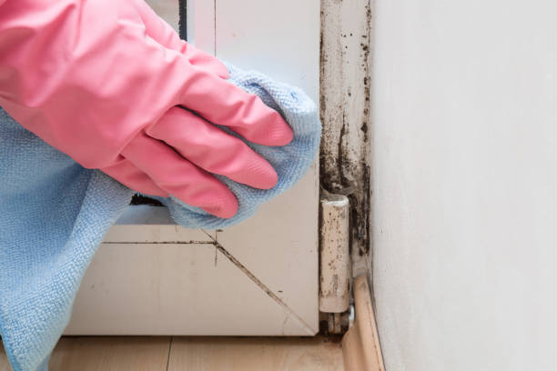 Best Mold Removal Company Near Me  in Tatamy, PA