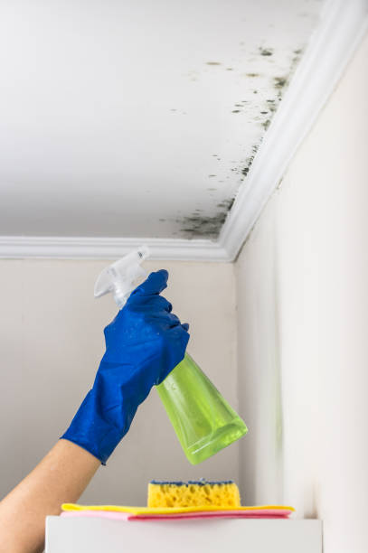 Best Residential Mold Removal  in Tatamy, PA